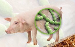 Ăn xong món khoái khẩu 'vạn người mê', 3 người nhập viện, 1 người tử vong nghi do sốc nhiễm khuẩn liên cầu lợn