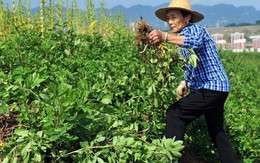 Kỳ lạ nông dân Trung Quốc cứ trồng lạc là giẫm chân lên cây, chuyên gia: Mẹo hay nên làm!