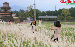 Hoa cỏ tranh đẹp mê mẩn cuốn hút người dân, du khách thích thú check-in trên Thượng thành Huế