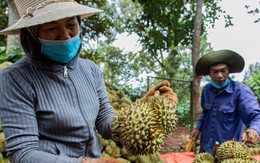 Mùa bội thu ở 'thủ phủ' sầu riêng Tây Nguyên