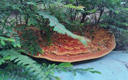 Phát hiện 'chiếc pizza' khổng lồ dưới gốc cây trong khu chung cư, người đàn ông đăng đàn hỏi dân mạng gây ra cuộc tranh luận sôi nổi