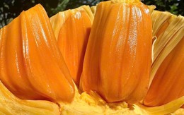 Trung Quốc gom mua mít ruột đỏ với giá cao chót vót