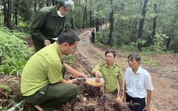 Thông tin mới vụ nhiều cây hàng chục năm tuổi ở Huế bị đốn hạ và xoá dấu vết nhằm phi tang