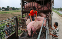 Cuối năm, nguồn cầu kéo giá thịt lợn tăng?
