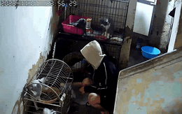 Video: Nghe bạn gái nói thích mèo, nam thanh niên liền có hành động 'lạ' trong quán ăn ở Hà Nội