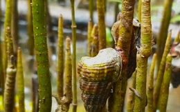 Người dân Cà Mau nuôi loại ốc leo cây, bán trăm ngàn mỗi kg