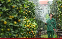Quất lục bình tiền triệu trĩu quả, sắp tung ra thị trường Tết Giáp Thìn 2024