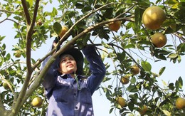 'Mắc màn' cho vườn cam trĩu quả, người trồng lãi tiền tỷ
