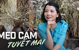 'Học lỏm' mẹ đảm Quảng Ninh cách cắm tuyết mai đơn giản nhưng thu về thành quả mĩ mãn, đảm bảo nở bung, trắng bừng ngày Tết