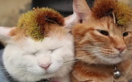 Trào lưu mới ở Trung Quốc: 'Mai mối' cho mèo để tìm ý trung nhân cho mình