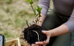 5 sai lầm mà rất nhiều người mắc phải khi trồng cây trong nhà