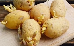 Cách trồng khoai tây cực dễ từ củ mọc mầm
