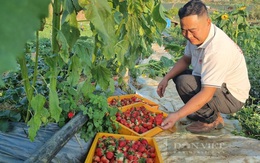 Trồng thứ quả chín đỏ gốc, hái mỏi tay mỗi ngày, nông dân thành tỷ phú