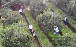 Trồng cam rốn lồi độc, lạ, anh nông dân có cơ ngơi tiền tỷ