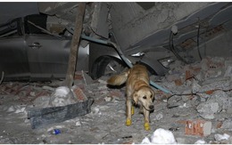 Thảm họa động đất kinh hoàng: Xúc động hình ảnh chú chó thông minh, trung thành ngóng chủ, dẫn đội cứu hộ tìm nạn nhân