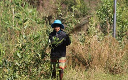 Vào rừng hái lộc về bán, kiếm nửa triệu đồng mỗi ngày