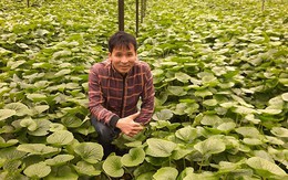 Trồng cây wasabi, anh 'nông dân' ở Đà Lạt nhổ củ bán 6 triệu đồng/kg
