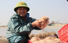 Ra khơi săn ruốc từ 3h sáng, ngư dân kiếm tiền triệu trong ngày