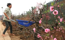 Vườn đào Nhật Tân lại tất bật 'xuống gốc' hồi sinh sau Tết