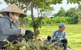 Bất ngờ hình ảnh người dân gặt lúa, chăn vịt... giữa những khu đất 'kim cương' ở TPHCM