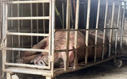 Đang tâm chở lợn chết đã tím tái đi tiêu thụ, thương lái nhận án phạt đích đáng, nhớ đời