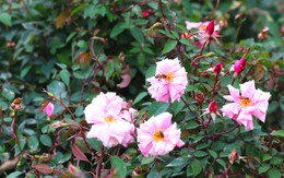Chiêm ngưỡng hơn 10.000 cây hoa hồng được trồng thay thế rào sắt tại công viên Thống Nhất