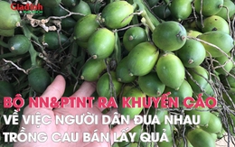 Bộ NN&PTNT ra khuyến cáo về việc người dân đua nhau trồng cau bán lấy quả