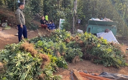 Hai vợ chồng trồng hàng nghìn cây cần sa trong rẫy vắng