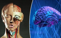 Các nhà khoa học sắp tạo trí tuệ thông minh mới từ tế bào não người: Phá vỡ giới hạn mới mà không ai có thể hình dung tương lai sẽ ra sao