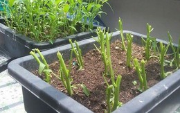 Cách trồng rau muống bằng cành lớn nhanh như thổi