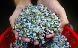 Dân tình thích thú với món ốc 'bé bằng nút áo, màu sắc rực rỡ' mà không biết sự thật rùng mình phía sau