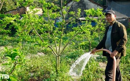 Nông dân bỏ túi hàng trăm triệu đồng mỗi năm nhờ loại quả nhiều mắt