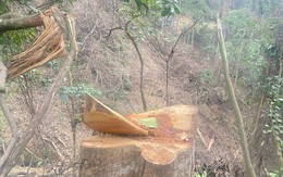 Bắc Kạn: Rừng tự nhiên ‘chảy máu', hàng chục cây gỗ bị đốn hạ