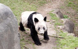 Gấu trúc Ya Ya trở về Trung Quốc từ sở thú ở Mỹ trong tình trạng 'gầy ốm', hành trang là xác người bạn gấu trúc Le Le đã mất
