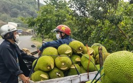 Tại sao trái mít bán ra lại bị cắt 1 miếng ở đầu, không phải ai cũng hiểu đúng