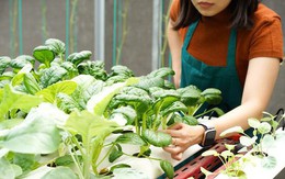 3 cách trồng rau tại nhà đơn giản, hiệu quả lại không quá tốn diện tích