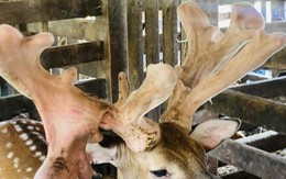Cận cảnh cặp nhung hươu “khổng lồ” được bán với giá gần 100 triệu đồng