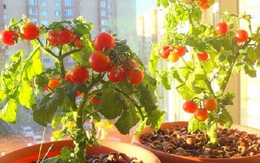 Cách trồng cà chua tại nhà lớn nhanh như thổi trong mùa hè