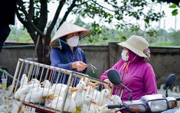 Đến chợ gia cầm lớn nhất miền Bắc mua 5 con vịt về nhậu ngày Giỗ Tổ