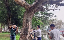 Xử lý 3 cây sưa chết ở khu vực hồ Hoàn Kiếm như thế nào?