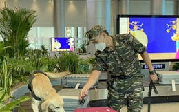 Ma túy giấu trong quà biếu tuồn qua sân bay Tân Sơn Nhất