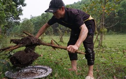 Đi săn trứng kiến, người dân vùng cao Thanh Hóa kiếm tiền triệu mỗi ngày