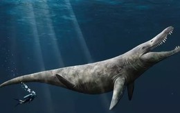 Bất ngờ phát hiện hài cốt quái vật biển kỷ Jura 'khủng' trong bảo tàng