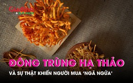 Sự thật về đông trùng hạ thảo khiến người mua "ngã ngửa"