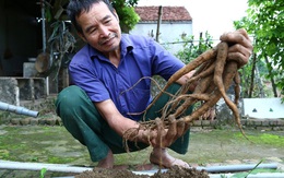 Nhặt "thần dược" trên núi về trồng, lão nông thu gần 1 tỷ mỗi năm