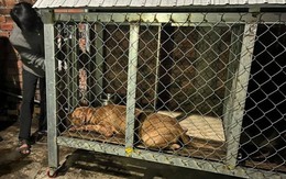 Chó Pitbull cắn chết cụ bà 82 tuổi ở Bình Dương