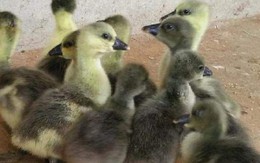 Mua ngỗng sư tử qua mạng, được giao... vịt xiêm?