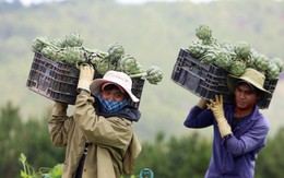 Nhận kỷ lục châu Á, hoa atiso 200 nghìn/kg đắt khách ăn giải nhiệt