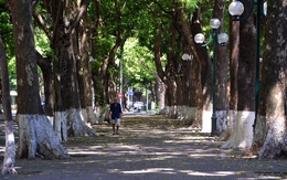 Con phố hiếm hoi của Hà Nội rợp bóng râm suốt cả ngày, người dân đi qua như được giải nhiệt trong những 
ngày nắng nóng đỉnh điểm