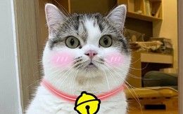 Đến cả những ai không nuôi mèo cũng phải mê mẩn với 5 "hoàng thượng" tại kênh TikTok Meowisthebest